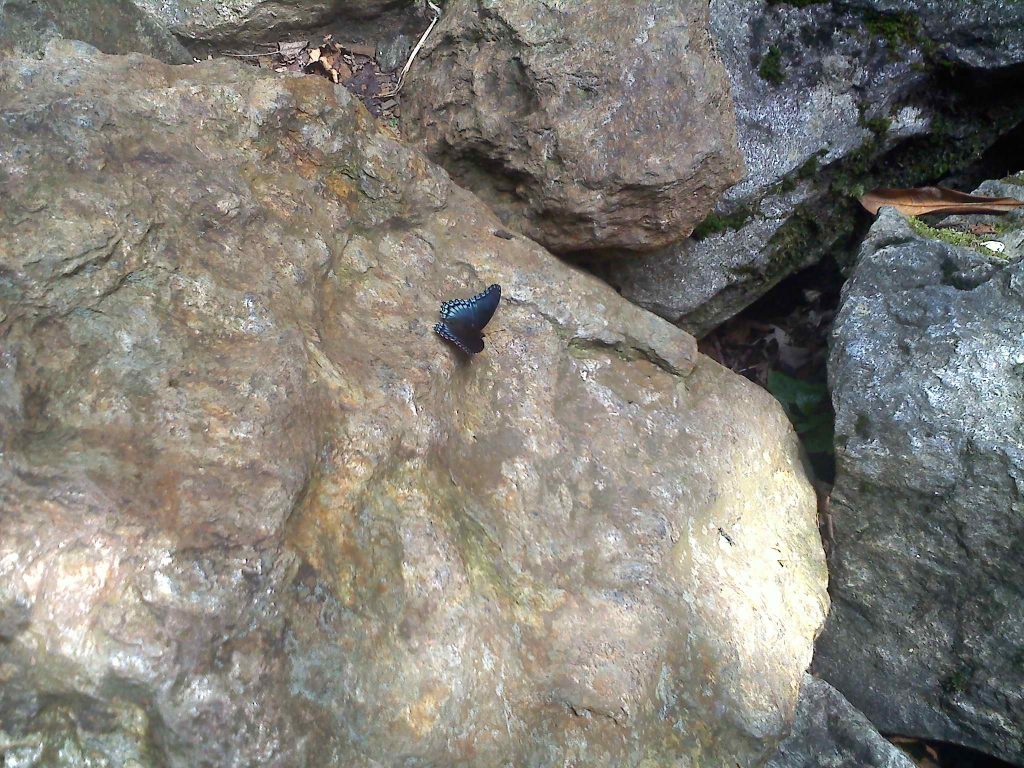 Butterfly on Stone