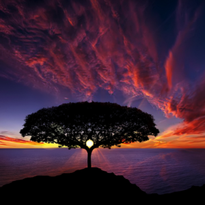 Rumi Image Tree of Life Bess Hamiti